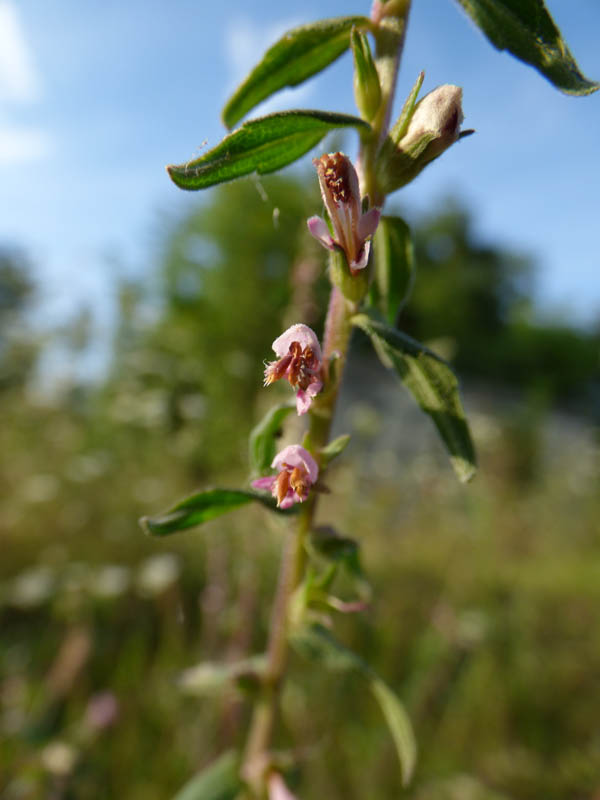 Odontites vernus